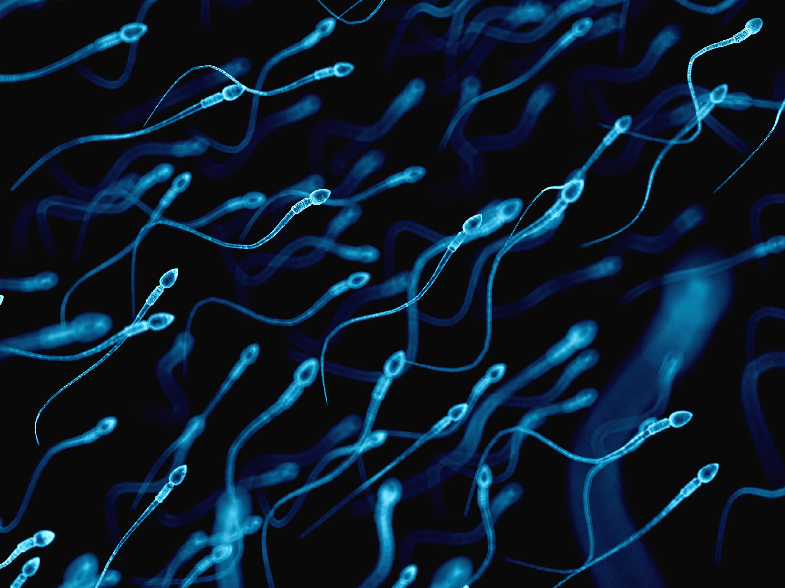 Une grande étude réalisée en Suisse montre que l’utilisation du téléphone portable nuit à la fertilité masculine.