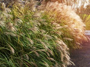 Le miscanthus chauffe un village d'Alsace