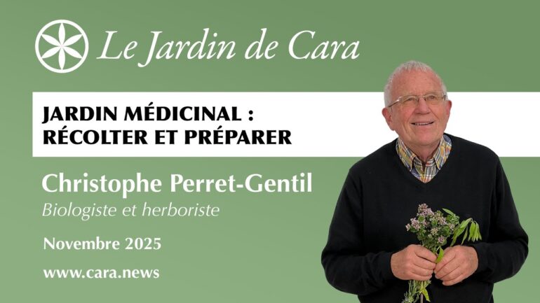 Jardin médicinal: récolter et préparer