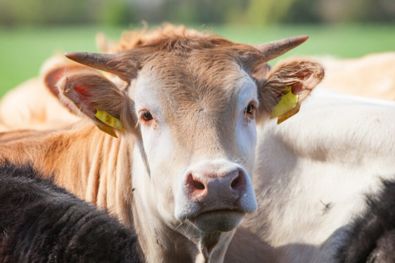 Dans l’Ariège, 208 vaches sacrifiées sur l’autel de l’autoritarisme sanitaire