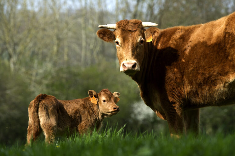 Dermatose nodulaire: les bovins et les éleveurs au cœur de la nouvelle folie sanitaire
