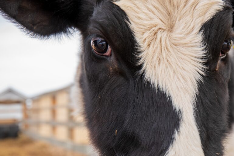Dermatose nodulaire et abattage de troupeaux: à qui profite le crime?