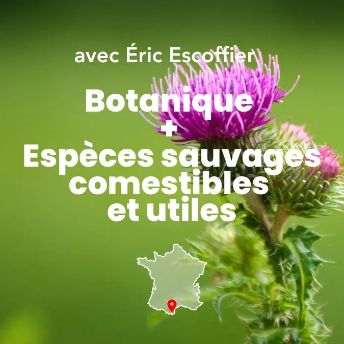 Bases de botanique & Plantes Sauvages comestibles et utiles avec Éric Escoffier